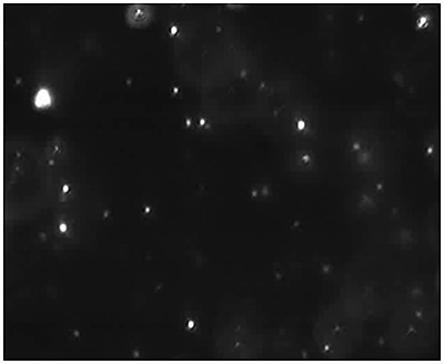 Measurement of the size and concentration under fluorescence mode (drug containing particles) with the use of a 430 nm long-pass filter.