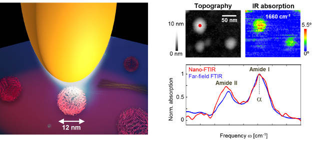 Infrared nanoimaging of a single protein complex (ferritin, 5000