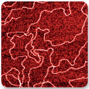 DNA imaged using ScanAsyst on a MultiMode 8. Image size 1 µm.