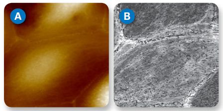 Topography (A) and corresponding modulus (B) images of living MDCK cells. Cell structures corresponding to actin fibers show higher modulus (lighter) while cell surface features, believed to be microvilli, appear softer (darker) than the cell membrane. Image size 32µm.