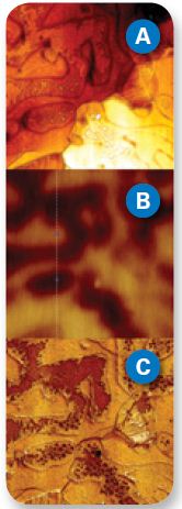 Height (A), adhesion (B), and surface potential (C) images of Sn-Pb obtained with PeakForce KPFM. The workfunction difference is accurately mapped while nanoscale phase structure in the adhesion map is simultaneously revealed. Image size 4µm.