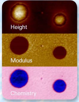 PeakForce IR images providing instantly correlated chemical and nanomechanical information of a Polystyrene/LDPE blend. Image size 1µm x 2µm.