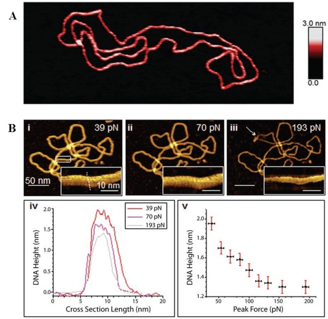 A) Topography image of a DNA plasmid captured in PeakForce Tapping mode in buffer solution. (B) (i-iii) A DNA plasmid imaged at peak forces of 39, 70, and 193pN, respectively, with the major and minor grooves of the DNA double helix visualized at higher magnification.