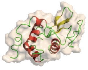Lysozyme protein