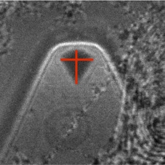 Backscatter image of a probe tip with marked tip apex (red cross), which is determined by the shape of the tip base.
