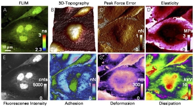 Synchronized acquisition of fixed glioblastoma cells expressing GFP using the MicroTime 200 in combination with the BioScope Catalyst. (A) Fluorescence lifetime distribution in the cell. (Image size 100 x 100 µm) acquired by by MicroTime 200, and aligned using MIRO within the NanoScope software. (B-H) Data taken by the BioScope Catalyst AFM in PeakForce QNM mode showing topography, and spatially resolved quantitative mechanical cell properties. (E) Photon count from the MicroTime 200, synchronously recorded by NanoScope AFM controller.