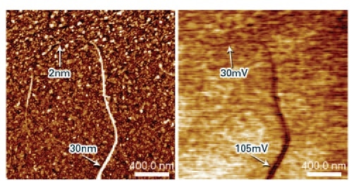 Height (left) and PeakForce KPFM potential (right) map of single- walled carbon nanotubes (SWCNTs) laid on a Si substrate. A single strand CNT (pointed to by the upper arrow) sticks out of a CNT bundle (pointed to by the lower arrow), which can be resolved in potential map, but no longer with accuracy as the dimension is too small to give dominant contribution in FM- KPFM.