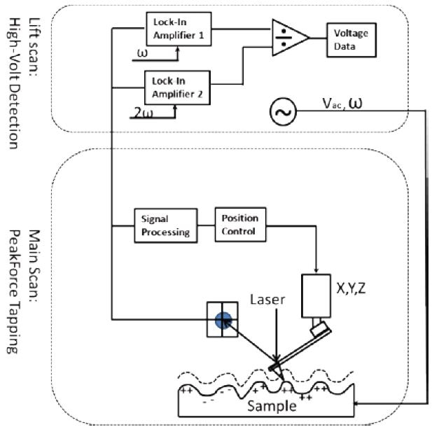 KPFM-HV diagram, in the first pass, surface topography and mechanical properties are obtained in PeakForce Tapping; in the second pass, an AC bias at a frequency lower than half of the cantilever resonant frequency is applied between the probe and the sample, which causes the probe to oscillate at frequency ? and its second harmonic 2?. The electric potential between the tip and sample is calculated based on the oscillation amplitude at frequency ? and 2?. Note that no KPFM feedback is involved.