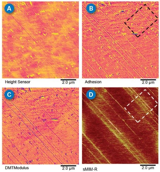 PeakForce sMIM images. (A) Topography; (B) adhesion; (C) DMTModulus; and (D) sMIM-R maps of carbon nanotubes (CNTs) aligned flat on an insulating substrate. Mechanical channels have higher sensitivity on visualizing the CNTs compared to topography. The sMIM-R channel confirms these CNTs have different conductivities as indicated by the square boxes on adhesion and sMIM-R channels. Note that no electrical contact is required as sMIM is performed based on the tip-sample capacitive coupling.