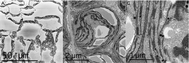 Arabidopsis SBFSEM images acquired with a 3View system on a Zeiss Merlin in high vacuum at 1.4kV. Image A was acquired with 50nm pixels, image B with 10nm pixels, and image C with 5nm pixels.