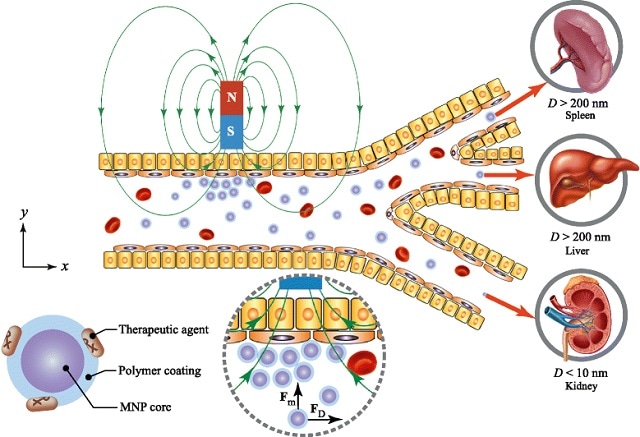 Drug-loaded carrier is typically composed of a magnetic core and a biocompatible coating material. The magnetic core was made from different materials such as Fe3O4, Fe2O3, or Fe. The coating materials are Au, PEG, or SiO2. Based on the biokinetics of particles, a drug carrier ranging from 10–200 nm in diameter is optimal for in vivo delivery, as the small particles (D<10 nm) escape by renal clearance and the large ones (D>200 nm) are sequestered by the reticuloendothelial system of the spleen and liver.