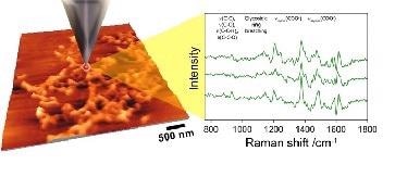 The TERS concept – a metalized tip is used to enhance the Raman response. An AFM image is shown to the left and sample Raman spectra taken from biofilm material is shown to the right.