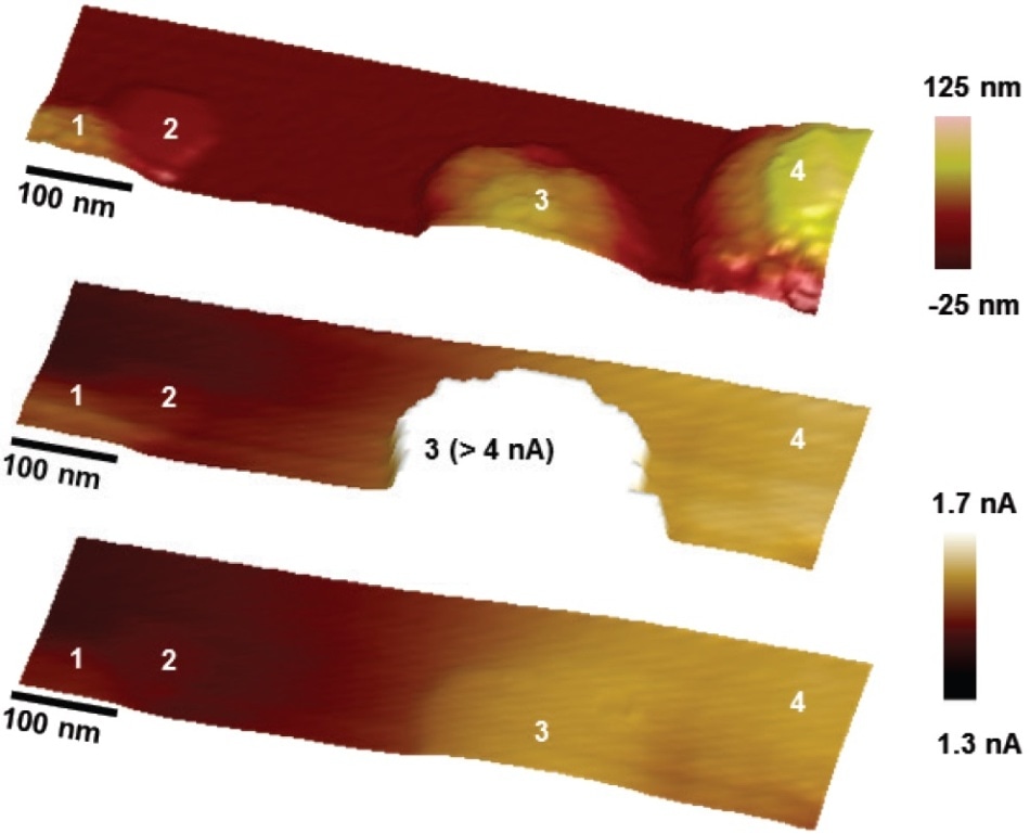PeakForce SECM images of a semiconductor electrode decorated with nanoparticle catalysts; (a) topography; (b) tip current from the main scan; and (c) electrochemistry from the lift scan. The particles are numerically labelled for comparison.