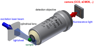 Digital light sheet microscopy can provide time resolved 3D images of biological processes, critical for progress in neuroscience research. In addition to lasers and optics, it relies on several advanced precision positioning technologies. (Image: Wikipedia)