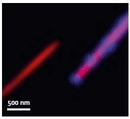 Close-up of two NWs tip. Red now represents the emission from GaAs core (820 nm) of the wire, while blue regions mark th e QDs emission (670 nm). Dots at less than 500 nm can be easily resolved. (Specimen temperature: 10 K)