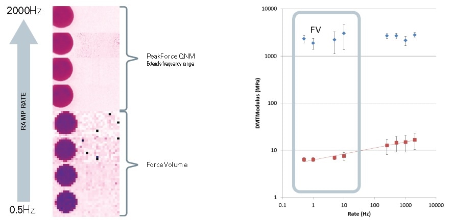 Force curve mapping of a blend of polystyrene (PS) and low-density polyethylene (LDPE) at a range of ramp rates. Force volume measurements are conducted at a frequency of 0.5 Hz to 10 Hz. PeakForce QNM samples the higher frequency range of 500Hz to 2 kHz. Note that contrast of LDPE starts out as a dark purple at low frequency and changes to a reddish contrast at higher frequencies, corresponding to an increase in modulus for this viscoelastic material. In contrast, the PS is uniformly pink throughout all of the measurements, indicating no change in modulus with frequency as expected. The plot on the right shows the DMT Modulus of the PS (blue diamonds) and the LDPE (red squares) over more than three orders of magnitude of ramp rate.