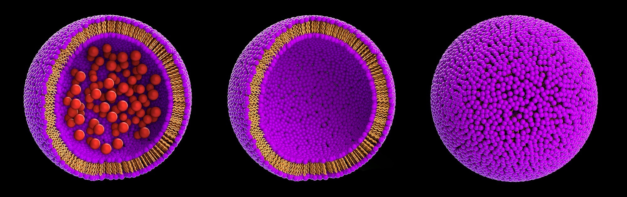Liposomes variants