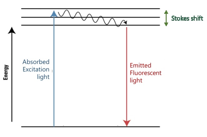 Absorption takes place at higher energy (shorter wavelength) than fluorescent emission at lower energy (longer wavelength).