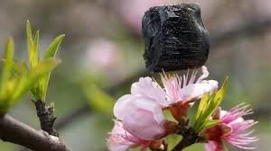 A Graphene Aerogel Foam Sits on a Flower