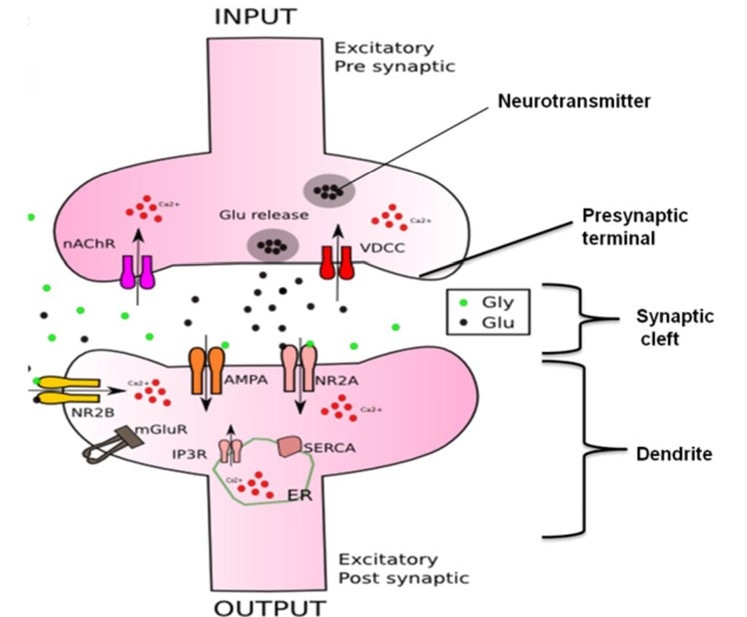 Composition of a synapse