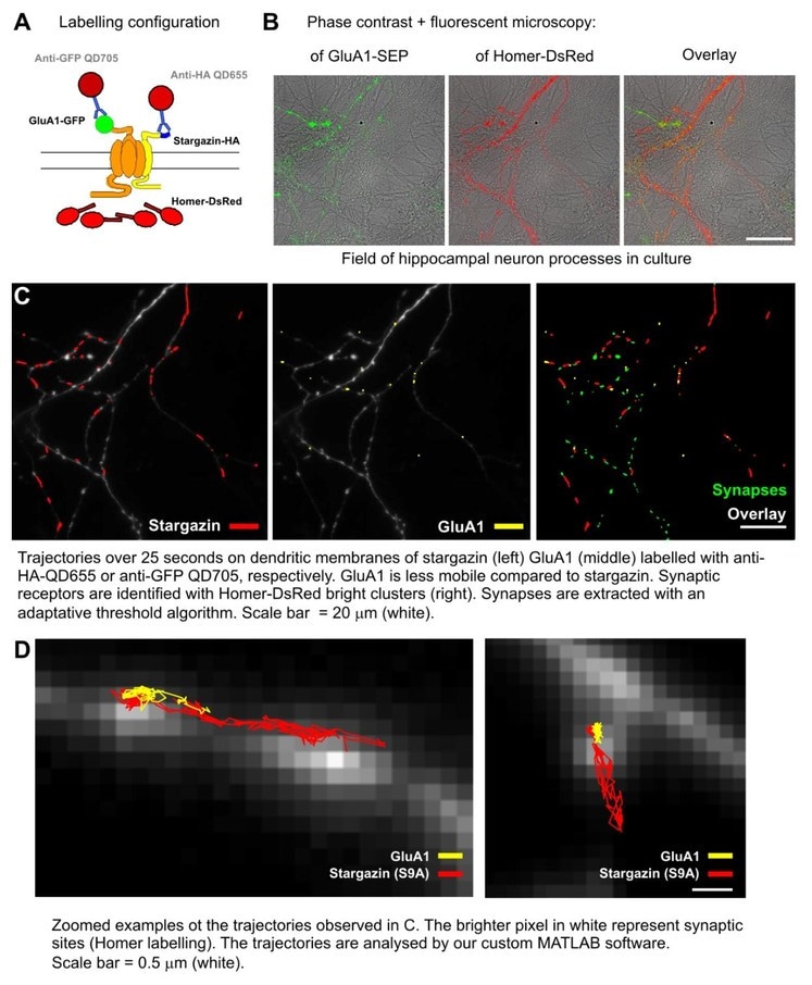 Labeling of post-synaptic sites on living neurons