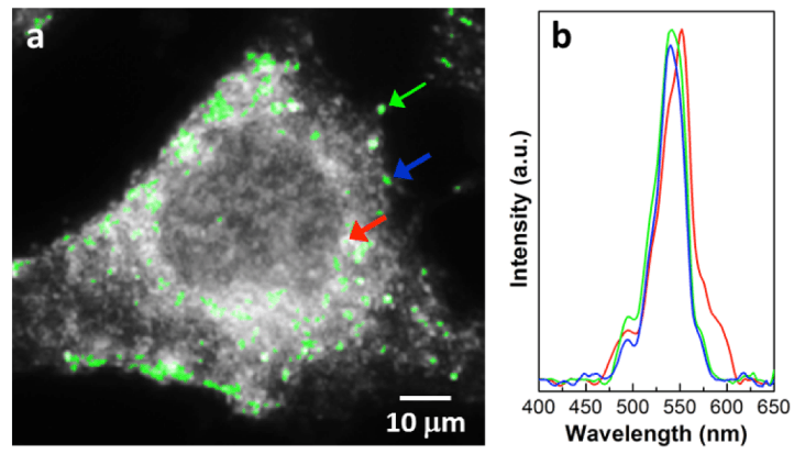 Magnnification of breast cancer cell (a) and spectra of GNPs in different areas (b).