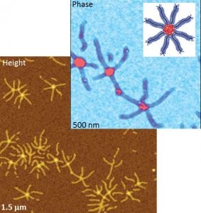 AFM height & phase images of brush macro-molecule. Top right?: sketch of the brush macromolecule in “spoke-wheel” configuration.