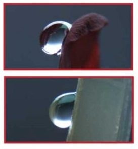 Top: rose petal. Bottom: hydrophobic biofilm. The Sdr values of the two surfaces are very close.