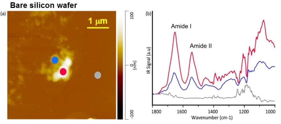 AFM height image (a) and corresponding AFM-IR spectra (b) of organic residue on a silicon wafer show clear Amide I and II bands, indicating human skin residue. The colored line spectra corresponded to colored measurement pixels in the AFM image.