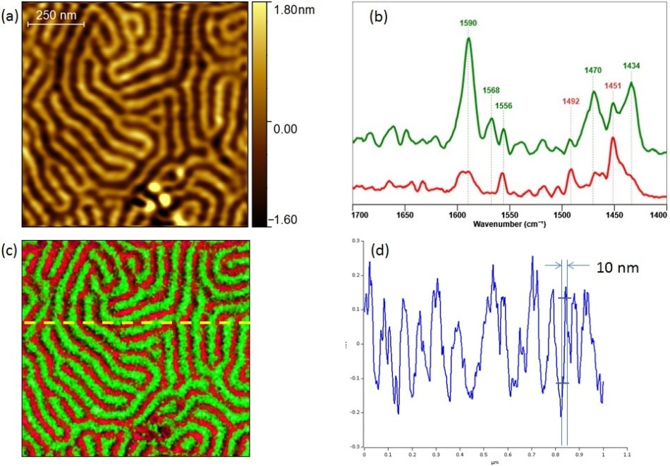 Chemical characterization of PS-P2VP block copolymer sample by Tapping AFM-IR; (a) Tapping AFM height image; (b) Tapping AFM-IR spectra clearly identifying each chemical component; (c) Tapping AFM-IR overlay image highlighting both components (PS@ 1492 and P2VP@ 1588); and (d) profile cross section highlighting the achievable spatial resolution, 10 nm. Sample courtesy of Dr Gilles Pecastaings and Antoine Segolene at University of Bordeaux.