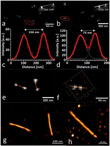 Correlative AFM of DNA Nanorulers. (a, b) are STED measurements of the corresponding SIM 160R and STED 70R nanorulers, measured in TAE-1x (Mg) buffer. Insets are sketches of GATTAquant nanorulers with different mark-to-mark distances (70–160 nm, both labeled with Atto647N), reproduced with permission from [15]. (c, d) show bi-sigmoidal Gaussian fits of the intensity signal along the signified cross-sections in (a, b). (e, f) Optical correlation of the consecutively acquired STED and AFM images of the DNA nanorulers. (g, h) QI topography channels of the AFM images used for the overlays in (e, f), showing the linearized structure of the DNA nanorulers (z-scale: 10 nm).