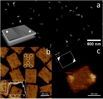 Characterization of GATTA-AFM rectangular origami. (a-inset) Sketch of а DNA rectangular origami (GATTA-AFM) with the theoretical locations for the Atto647N fluorophores, reproduced with permission from [15]. (a) STED measurement of the corresponding signal from DNA rectangles carrying a fluorophore and measured in TAE-1x (Mg) buffer. (b) Fast amplitude modulation (AM) AFM image of a DNA origami lattice (without a fluorophore) recorded at 10 lines/second. The inset represents a cross-section across the central ladder seam of the DNA nanostructure (z-scale: 2 nm). (c) Fast phase modulation (PM) AFM image of a DNA origami lattice carrying Atto647N labels, recorded at 10 lines/second. The inset signifies the locations along the lattice, which are supposedly carrying the fluorescent tags (z-scale: 3 nm).