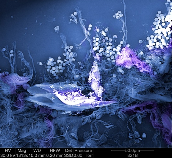 Deep Sea