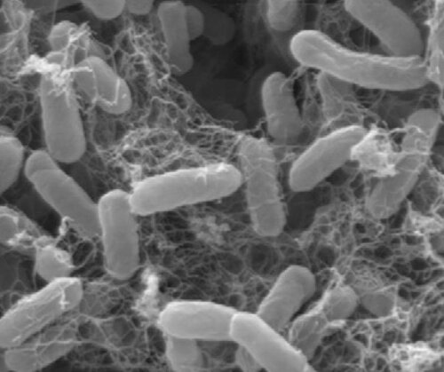 Escherichia coli biofilm after six days of growth.
