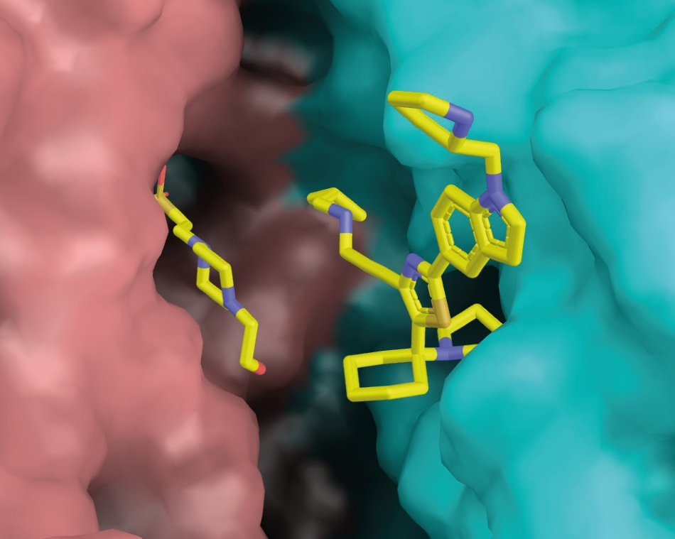 Ligand (+)-2 binds at the dimer interface of trypanothione reductase.(TR). The two TR protomers are shown in salmon and cyan, respectively. On the left of the binding pocket, an accidentally bound HEPES molecule can be seen.