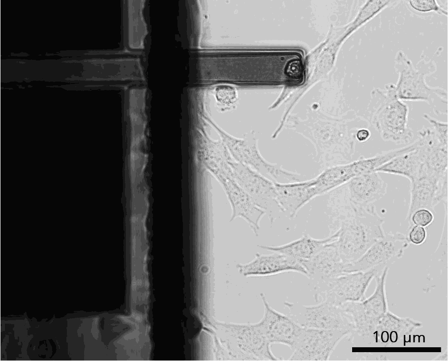 A cell is detached from adherent culture with a FluidFM micropipette.