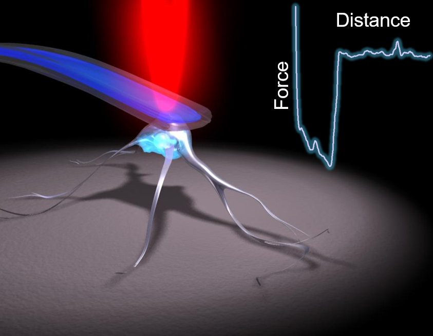 Illustration of a cell being detached from a substrate by FluidFM. The measured force-distance curve can give insights on adhesion strength, energy, distance as well as the involved bio-chemical bonds.