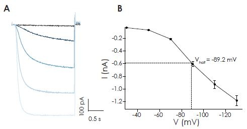 Activation of HCN2 expressed in HEK cells on the SyncroPatch 384PE by hyperpolarizing voltage steps. A. Raw traces from an exemplar cell expressing hHCN2 recorded on the SyncroPatch 384PE. Shown are current responses to decreasing voltage steps from -30 to -130 mV. B. Current-voltage plot for an average of 346 cells. Shown are mean of steady-state current amplitudes ± S.E.M.