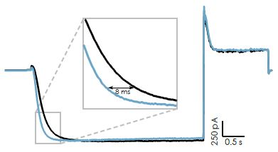 Modulation of hHCN2 expressed in HEK cells on the SyncroPatch 384PE by cAMP. Raw current traces from an example cell showing current activation by stepping the voltage from -30 mV to -130 mV (black trace) and current modulation by additional intracellular application of 2 mM cAMP (blue trace). The inset displays a higher resolution of current kinetics. This example cell shows a modulation of tau by 8 ms when cAMP was applied.