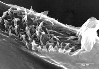 Tear on PvDF electrospinning fiber.