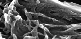 The structure of damaged fiber, fibers coated with 1 nm of gold with use of Quorum Q150.