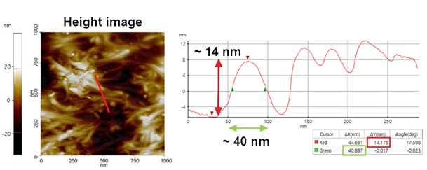 AFM height image of the CNTs embedded polymer sample. The inset red line is exported as a line profile for further analysis of the height distribution. Here, multiple tendril-like structures flagged as potential CNTs have gathered into a large bundle. In the line profile the width and the height of these structures could be measured with ~40 nm and ~14 nm, respectively.