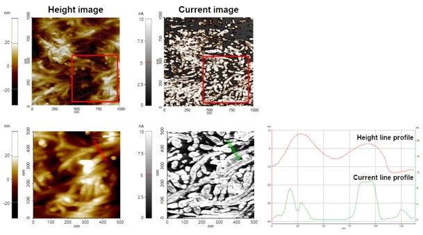 CNTs embedded polymer sample topography data (top left) and current distribution data (top right) acquired by C-AFM with a sample bias of U = + 0.3V. The inset red squares in each image were later re-scanned to demonstrate the resolution of this technique. CNTs embedded polymer sample topography data (bottom left) and current distribution data (bottom right) acquired from the lower-right red quadrant of top’s scan area. The contrast levels of the current distribution data have been adjusted compared to the top images to increase the visibility of the CNT outlines. From the line profile of both height and current image, CNT can be distinguished with 15 nm ~ 20 nm in height and 7 nA ~ 9 nA in current signal.