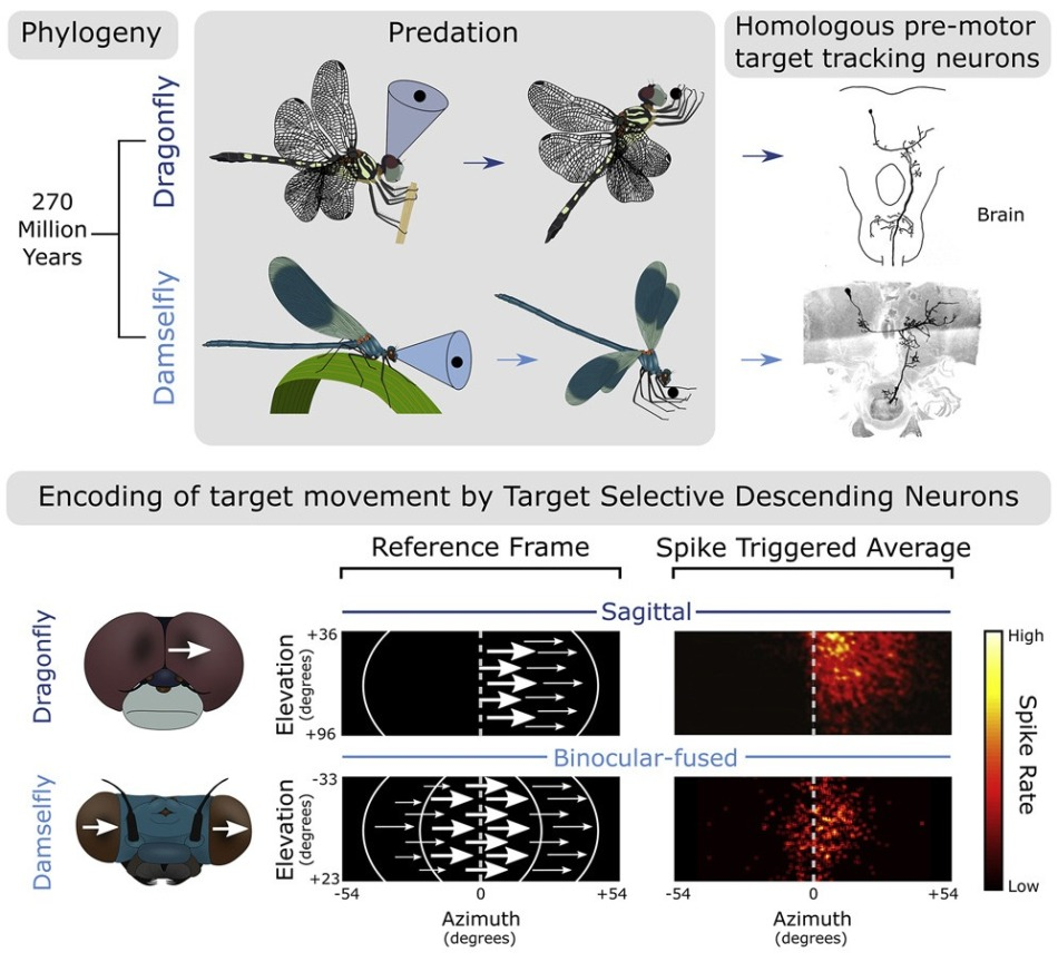 Using Active Vibration Control to Aid Intracellular Electrophysiology