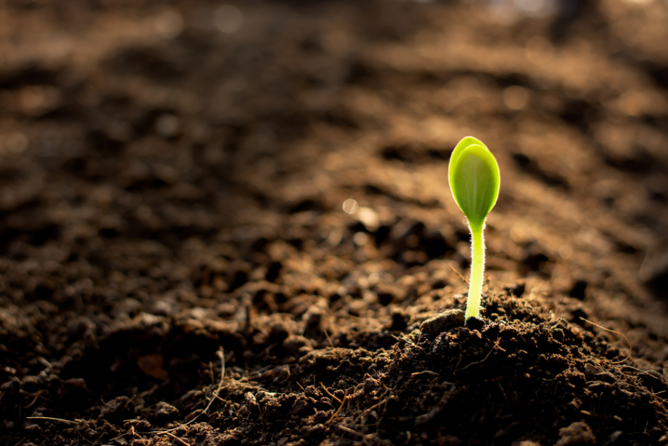 tea seed saponin supplier tea seed saponin supplier