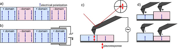 a) Schematic of ferroelectric domains with parallel electric polarization (small blue arrows). The random formation of + and –domains cancels out a macroscopic polarization. b) The application of a local electric field selectively switches the orientation of a –domain to a +domain. c) PFM work principle: an AC voltage applied between tip and a conductive back electrode below the sample introduces an oscillating piezoresponse (red double arrow) in the ferroelectric. The cantilever detects the oscillating piezoresponse via the optical beam deflection method. d) Depending on the domain orientation below the tip the material either expands or contracts, leading to 180° phase shift between oppositely oriented out of plane domains.