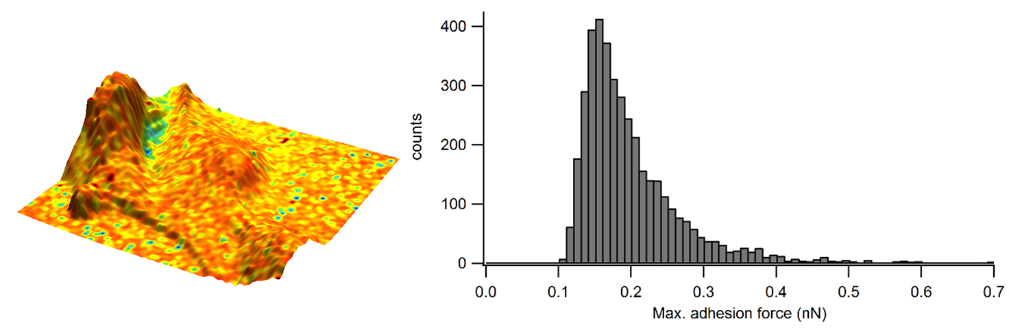 Adhesion overlaid in colour on the 3D representation of the sample height and corresponding adhesion distribution as a histogram.