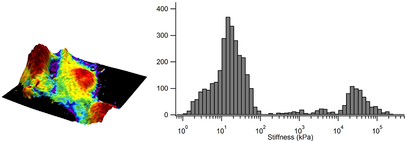 Elastic modulus overlaid in color on the 3D representation of the sample height and corresponding elastic modulus distribution as a histogram.