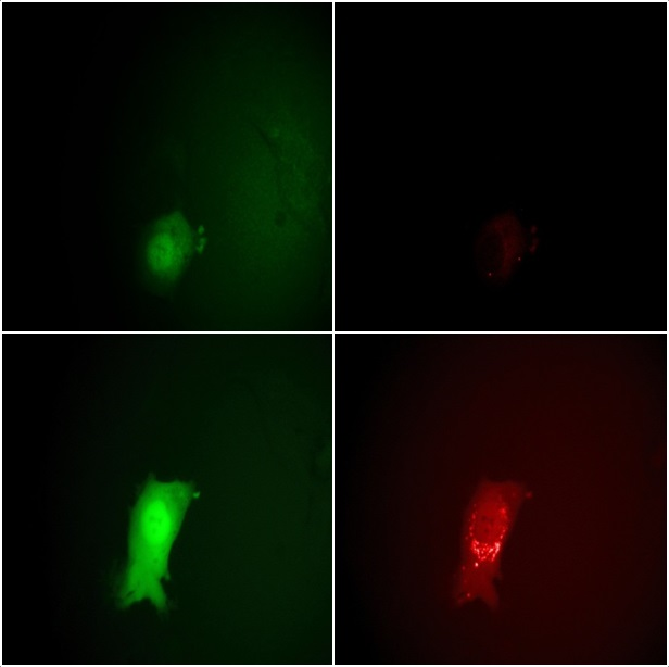 Monitoring the stages of the VACV lifecycle microscopically by eGFP and mCherry fluorescence signals. Top row: 7 hours post infection, bottom row: 11.5 hours. The intensity of the EGFP signals on the left clearly shows the entering of the early and late viral gene expression phases. The strong increase in the mCherry intensity at the right between 7 and 11.5 hours indicates the assembly of new virions.