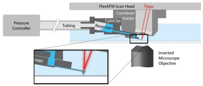 Schematic of AFM with FluidFM®. A hollow cantilever featuring an opening at its free end is filled with liquid from a reservoir. By applying a positive or negative pressure liquid can be secreted out of or aspired into the cantilever to locally manipulate a sample. The AFM handles accurate force control and the complete system is integrated on an inverted, optical microscope to provide optical access to the sample.